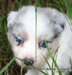 Slate merle Tricolour,  Male, Medium to Rough coated, border collie puppy